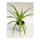 Kurdele Çiçeği 1 Adet 8,5 Saksılı Salon Çiçeği 20-30Cm, SRD02102024NA71