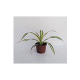 Kurdele Çiçeği 1 Adet Chlorophytum Kurdela Çiçeği