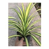 Kurdele Çiçeği 1 Adet Saksılı 30-40Cm (Chlorophytum Comosum), SRD02102024NA62