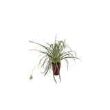 Kurdele Çiçeği (20-30 Cm)1 Adet Saksılı Dış/İç Mekan Bitkisi, BTSNN30032425