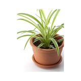 Kurdele Çiçeği 20-40cm Salon Dekoratif Çiçeği