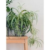 Kurdele Çiçeği Büyük Bol Köklü Iç Mekan Bitkisi (Chlorophytum Comosum) 30-50CM