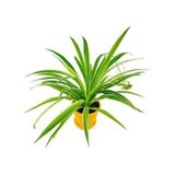 Kurdele Çiçeği Chlorophytum 10-20 Cm
