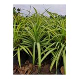 Kurdele Çiçeği (Chlorophytum), BTSR148