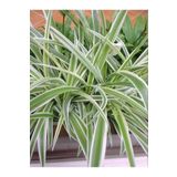 Kurdele Çiçeği (Chlorophytum), BTSR485