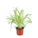 Kurdele Çiçeği Chlorophytum Comosum 10-20 cm