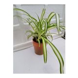 Kurdele Çiçeği Chlorophytum Comosum 20-40Cm 14Cm Saksıda, SRD03022025BYB592
