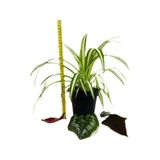 Kurdele Çiçeği Chlorophytum Comosum Variegatum 10-20 Cm