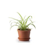 Kurdele Çiçeği Chlorophytum Comosum Variegatum 20-40Cm, SRD03022025BYB600
