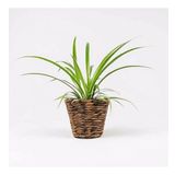 Kurdele Çiçeği - Chlorophytum Comosum