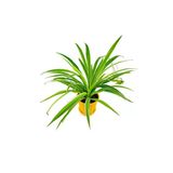 Kurdele Çiçeği Chlorophytum Fidesi Fidanı 10-20 Cm