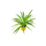 Kurdele Çiçeği Chlorophytum, SRD1198