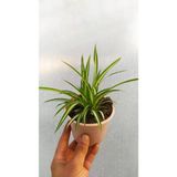 Kurdele Çiçeği Fidanı 1 Adet 10-20 cm