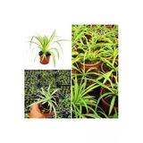 Kurdele Çiçeği Fidanı (Hızlı Yavru Veren Cinsi) 10-20 Cm