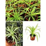 Kurdele Çiçeği (Hızlı Yavru Veren Cinsi) 10-20 Cm