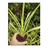 Kurdele Çiçeği Sarı Alacalı 1 Adet Saksılı 20-30Cm, SRD03022025BYB603