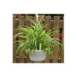 Kurdele Çiçeği - Sarkan Çiçek - Oksijen Kaynağı 10-20 Cm
