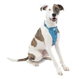 Kurgo Köpek koşum takımı | Pet Walking koşum takımı | No Pull koşum ön klips fonksiyonu antrenman için | araç emniyet kemeri | TRU-Fit hızlı kilit tarzı | orta | mavi