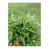 Kurmeysan 30 gr Isırgan Otu