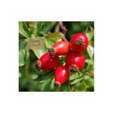 Kurmeysan Kuşburnu, Yabangülü, İtburnu, İtgülü, Gülelması, Yiric Rosehip Lea, Rosa Canina, 250 Gr