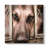 Kurt Köpeği Tablosu 90 x 90