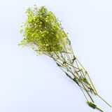 Kuru Çiçek Doğal Kurutulmuş Çiçek Doğal Cipso 40 CM 20 GR Yeşil