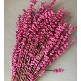 Kuru Çiçek Şoklanmış Lavanta Demeti Pembe