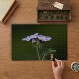 Kuş Gözü Çiçeği - Doğa - Çiçekler Tasarımı 240 Parça Ahşap Puzzle Ahşap Kutuda MP09585