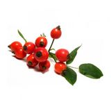 KUŞBURNU TOHUMU 5 TOHUM KUŞ BURNU + SÜPRİZ HEDİYE TOHUM