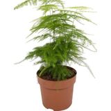 Kuşkonmaz Tül Çiçeği 1 Adet Saksılı 15-30cm Salon Çiçeği