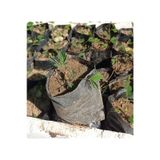 Küstüm Çiçegi Fidanı 3 Adet Tüp Poşet 3-13 Cm