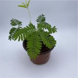 Küstüm Çiçeği Fidanı Fidesi 10-20 Cm