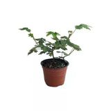 Küstüm Çiçeği Fidanı Saksıda Mimosa Pudica 10-20 Cm