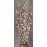 kutmen Saydam Sedef Çiçeği 10 Dal(KURU ÇİÇEK)