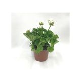 Kutup Beyazı Sardunya Çiçeği Fidesi 10-20 cm