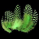 Kuzey 50 Adet Puantiyeli Yeşil Siyah Kuş Tüyü Yeşil Kuş Tüyü Green Bırd Feather Yeşil Şeffaf Balon Tüyü