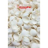 Kuzeylina Deniz Kabuğu Orta Boy 500 gr Paket Clam Rose Cochles Beyaz Renkli Dekoratif Taş