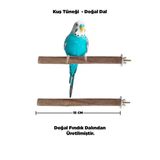 Kuzeylina Doğal Ahşap Kuş Tüneği 15 cm - Gerçek Fındık Dalı