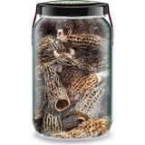 Kuzugöbeği Mantarı Kurusu Bi Kavanoz 660 Cc. Cam Kavanozda Morel Mushrooms Kuzu Göbeği Mantarı Morchella - 1 Adet