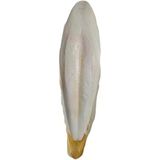 L Boy Kalamar Kemiği(İri Boy 10-15 Cm Aralığında)