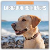 Labrador Retrievers 2026 Square Wall Calendar