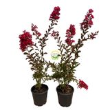 Lagerstroemia indica Oya Ağacı Fidanı Kırmızı 5 Adet Paket | Kırmızı Çiçekli, Fidan Paketi, 5'li Set, Bahçe Bitkisi