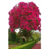 lalaahmetbotanik Oya Ağacı Fidanı 50-80 Cm Lagerstroemia Indica