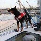 Lalizas COMFY KÖPEK CAN YELEĞİ , 40-80kg, XL,KIRM.