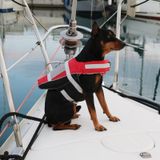 Lalizas Köpek & Kedi Can Yeleği kirmizi