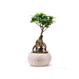 Lamina Beyaz Ficus Bonsai Ve Kız Ve Erkek Çocuk