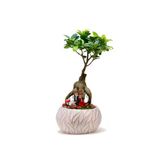 Lamina Beyaz Ficus Bonsai Ve Sırt Sırta Sevgililer