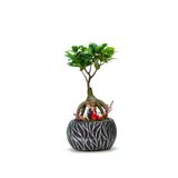 Lamina Siyah Ficus Bonsai Ve Sırt Sırta Sevgililer