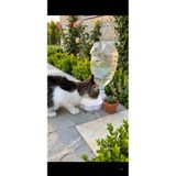 LARA İNTERİORS Kedi & Köpek Otomatik Su Kabı – Standart Pet Şişe Uyumlu Su Sebili