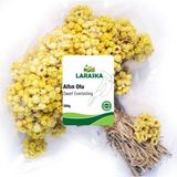 Laraska Altın Otu Demet 500G - Dwarf Everlasting - 1 Adet